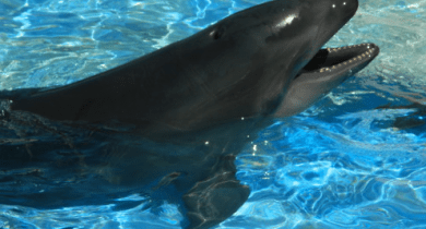 Wholphin_Oahu_Hawaii