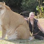 Liger (Lion + Tiger)