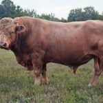 Beefalo ( Domestic Cattle + American Bison )