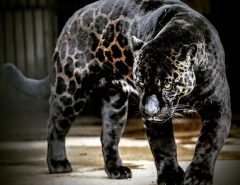 Jaglions ( Jaguars + Lions )