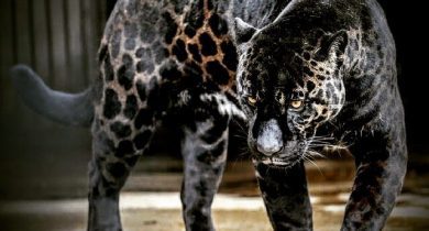 Jaglions ( Jaguars + Lions )