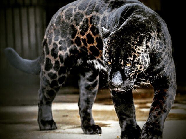 Jag-lions (Jaguars + Lions) : Hybrid Rarest Animal In The world