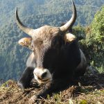 Dzo ( Yak + Domestic Cattle )