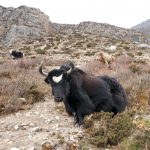 Dzo ( Yak + Domestic Cattle )