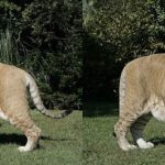 Liger (Lion + Tiger)