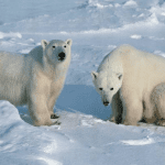 Grolar Bear ( Grizzly Bear + Polar Bear )