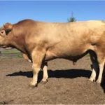 Beefalo ( Domestic Cattle + American Bison )