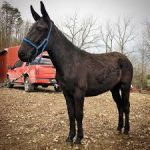 Mule ( Male Donkey + Female Horse )