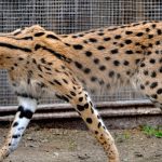Savannah ( Serval + Domestic Cat )