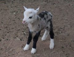 Geeps ( Sheep + Goat )