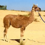 Cama ( Male Camel + Female Llama )