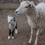 Geeps ( Sheep + Goat )