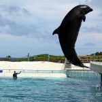 wholphin