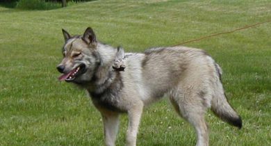 Wolfdog (Wolf + Dog)