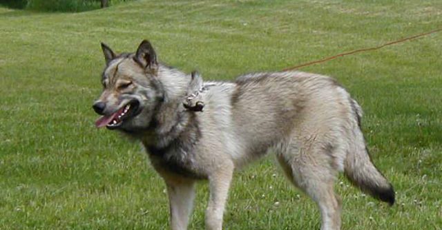 Wolfdog (Wolf + Dog)