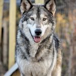 Wolfdog (Wolf + Dog)