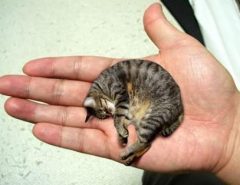 smallest-cat-infyworld