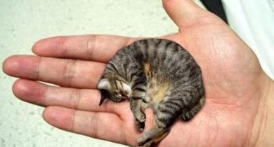 smallest-cat-infyworld