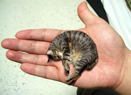smallest-cat-infyworld